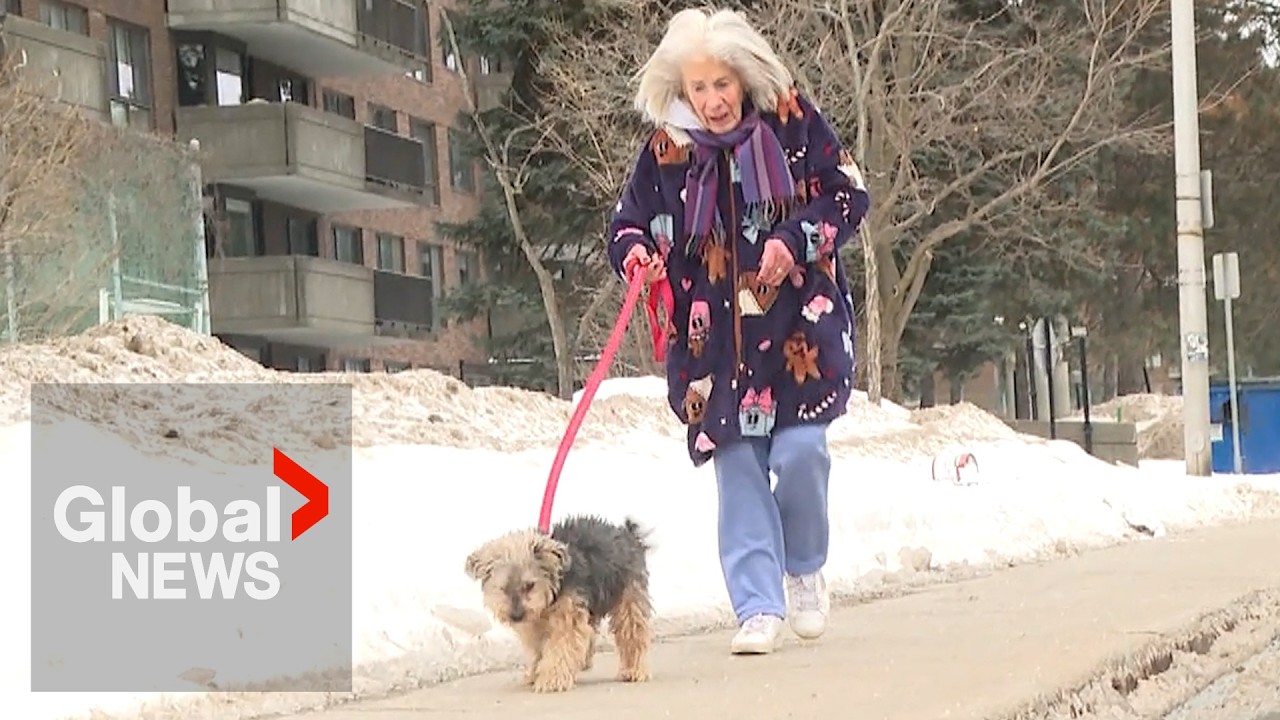 Yorkshire Terrier missing for 80 days returns to Montreal-area home