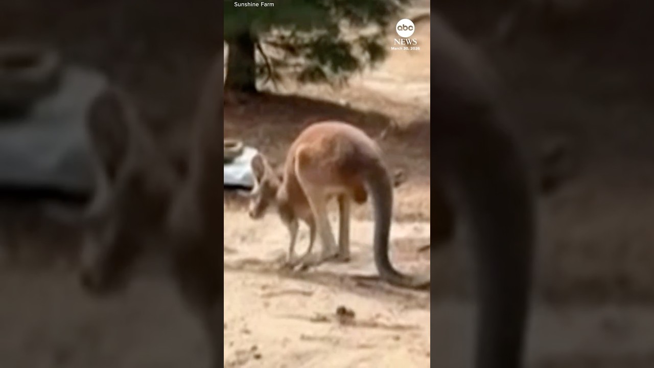 Chesney the kangaroo found after 3-day search