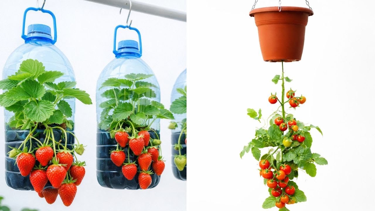 Easy Garden Hacks for Beginners: Smart Tips for Healthy Plants 🌿