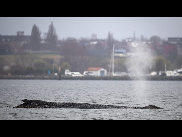 Experts fear stranded Baltic Sea whale may not reach the Atlantic