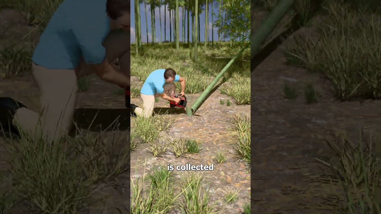 How Liquor Is Aged Inside Living Bamboo 😮