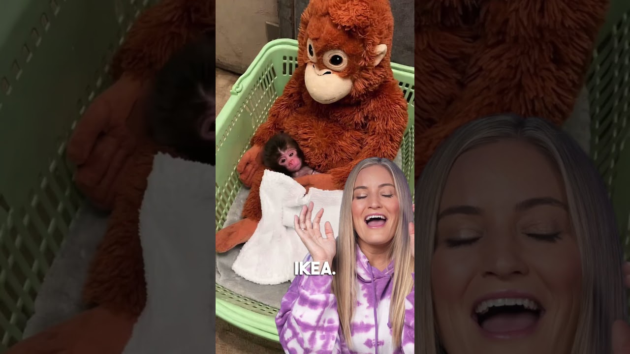 I LOVE BABY MONKEY PUNCH!!!!!