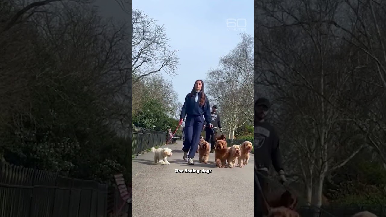 Key findings from the Dog Aging Project #shorts