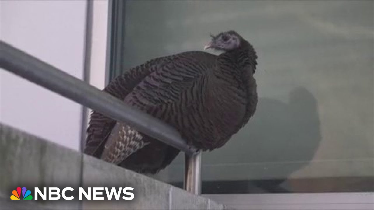 Meet Astoria the wild turkey and the New York women who look after her