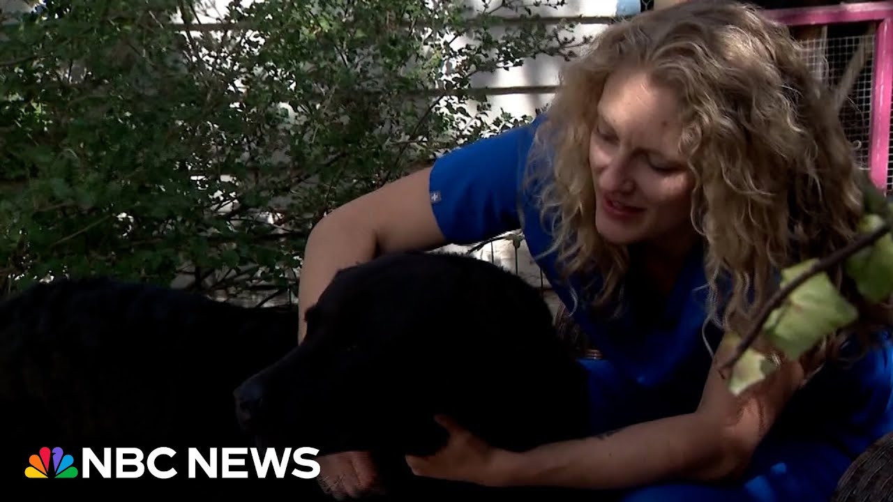 Meth-laced hot dogs poisoned Colorado family’s dogs