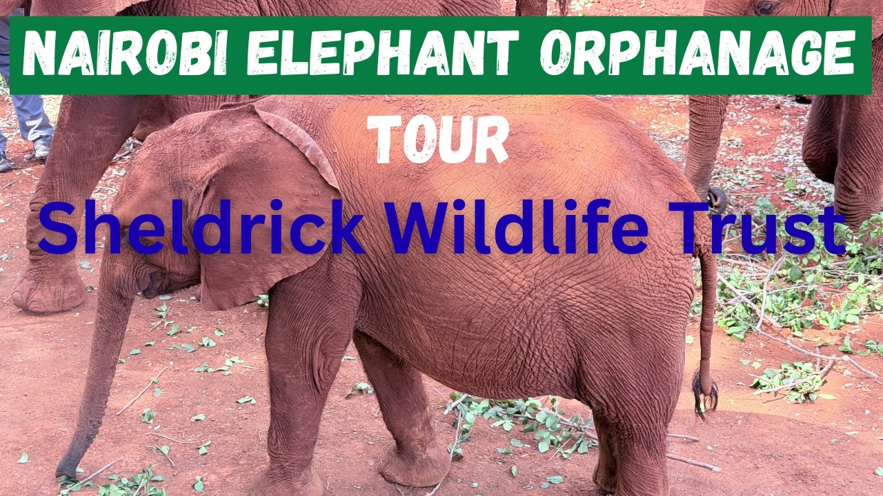 Nairobi Elephant Orphanage Tour: Sheldrick Wildlife Trust in Nairobi National Park