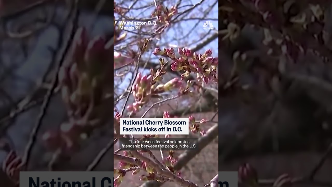 National Cherry Blossom Festival kicks off in D.C.