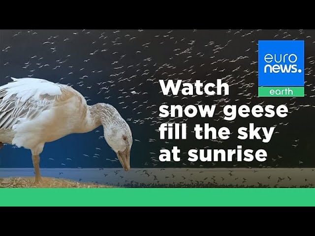 ‘Nature is awesome’: Watch as thousands of snow geese take off for the Arctic at sunrise