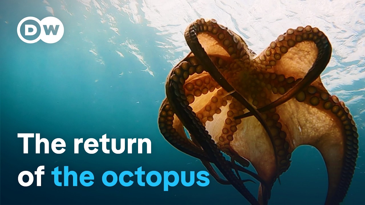 Octopus under threat – Searching for clues around the Mediterranean | DW Documentary