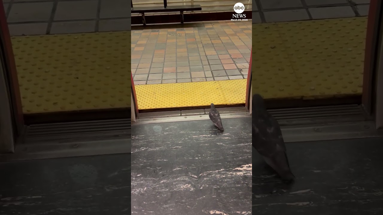 Polite pigeon rides train and then promptly disembarks at stop