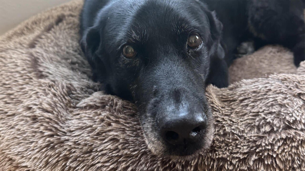 Ralph the dog’s impact on science and his family