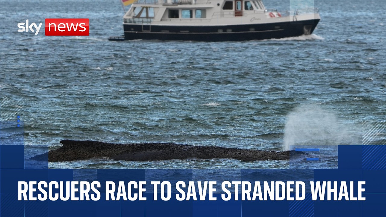Rescuers attempt to save stranded humpback whale in Germany