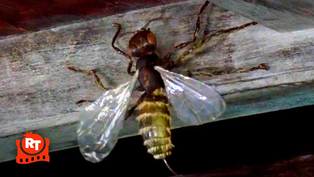 Sinbad and the Eye of the Tiger (1977) – GIANT WASP ATTACK! | Movieclips