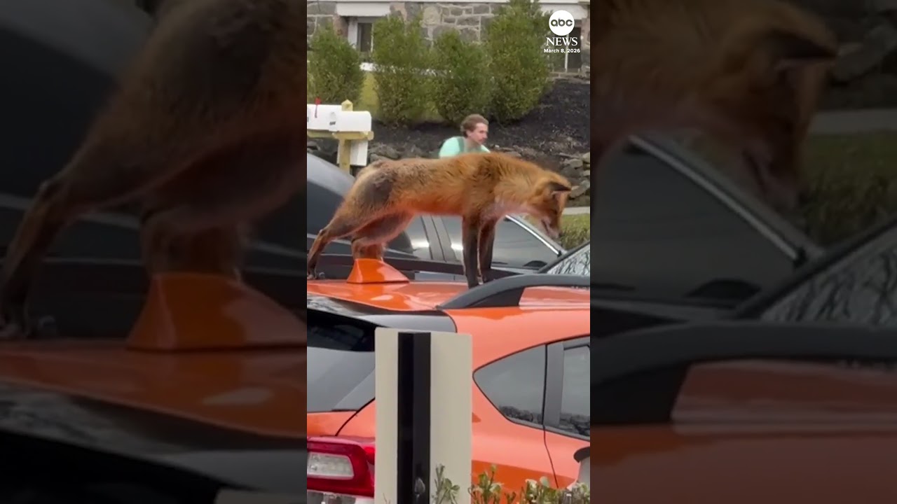 Sleepy fox takes afternoon snooze on car rooftop