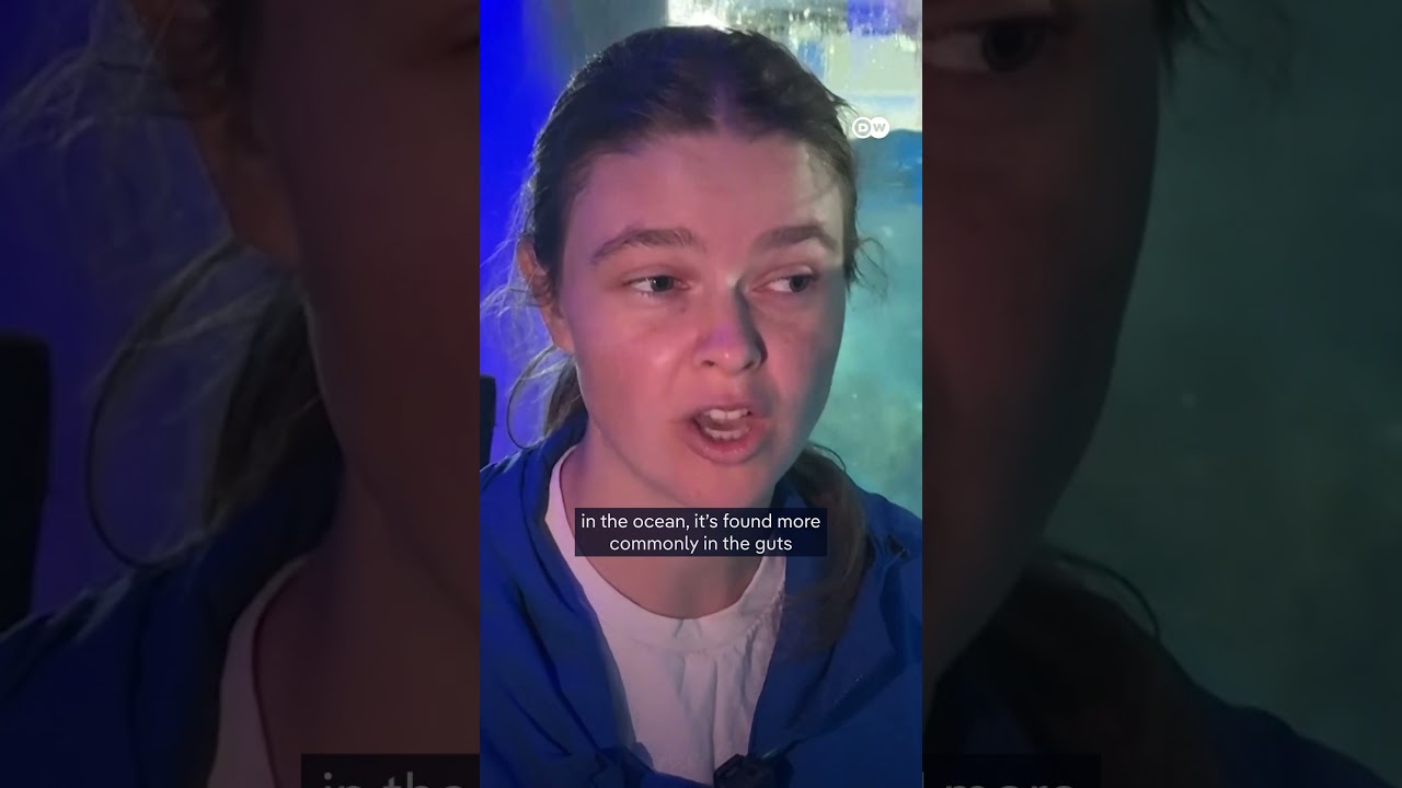 Studies show penguins attracted to harmful white plastics | DW News