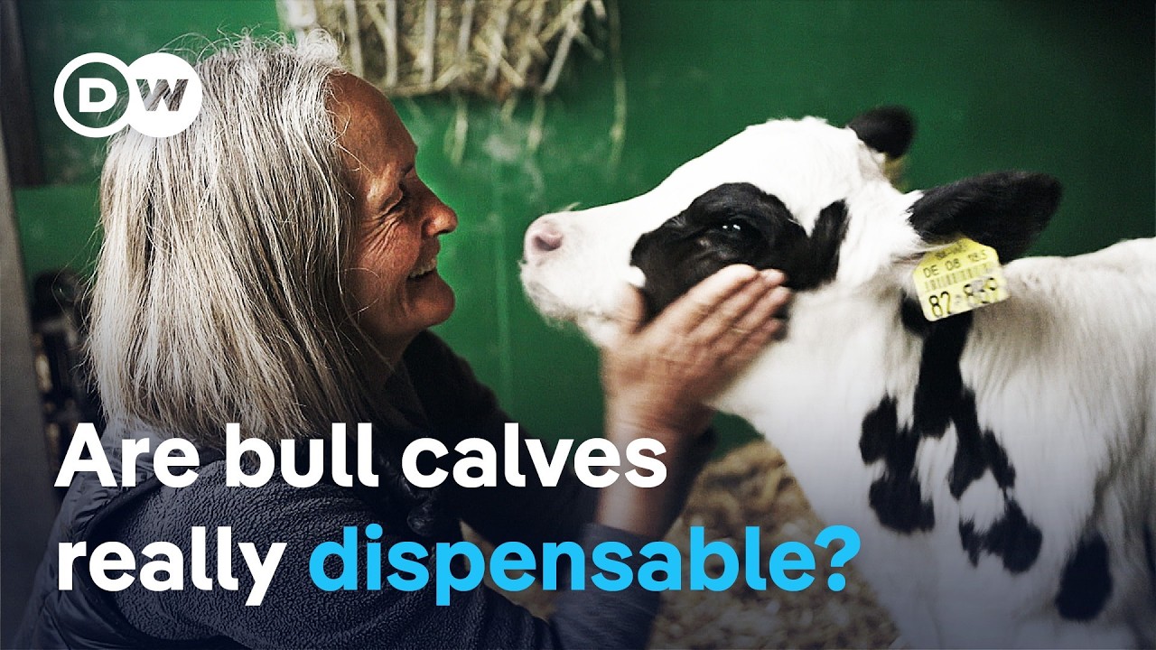 The fate of bull calves – From surplus to Alpine savior | DW Documentary