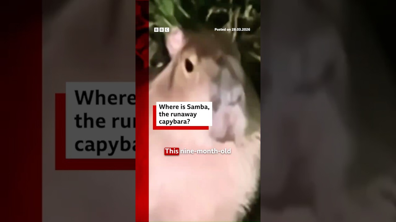 Where is Samba, the runaway capybara? #Capybara #UK #BBCNews