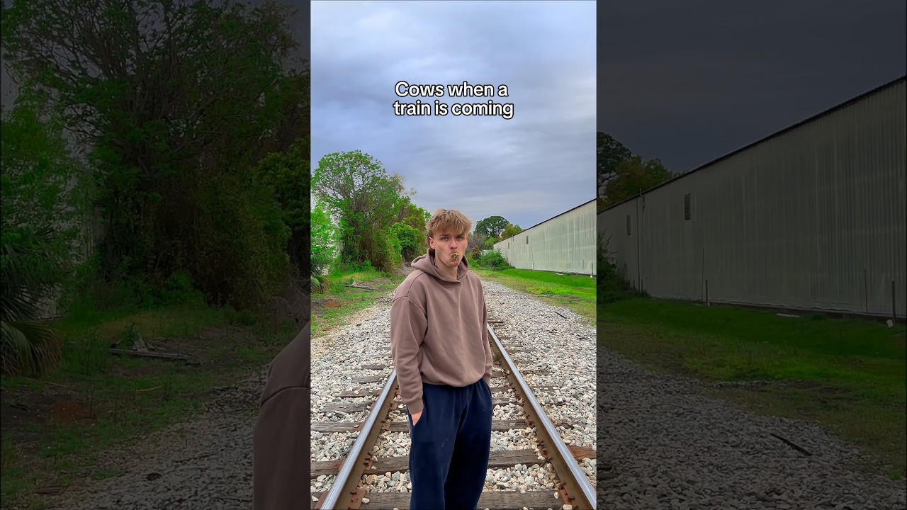 Why don’t they just moove?!