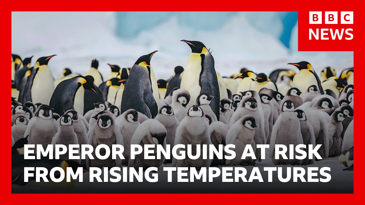 Why scientists fear Emperor penguins’ annual moult may be killing them | BBC News