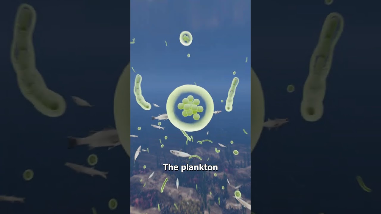 Why Whale Pee Is So Important 😮