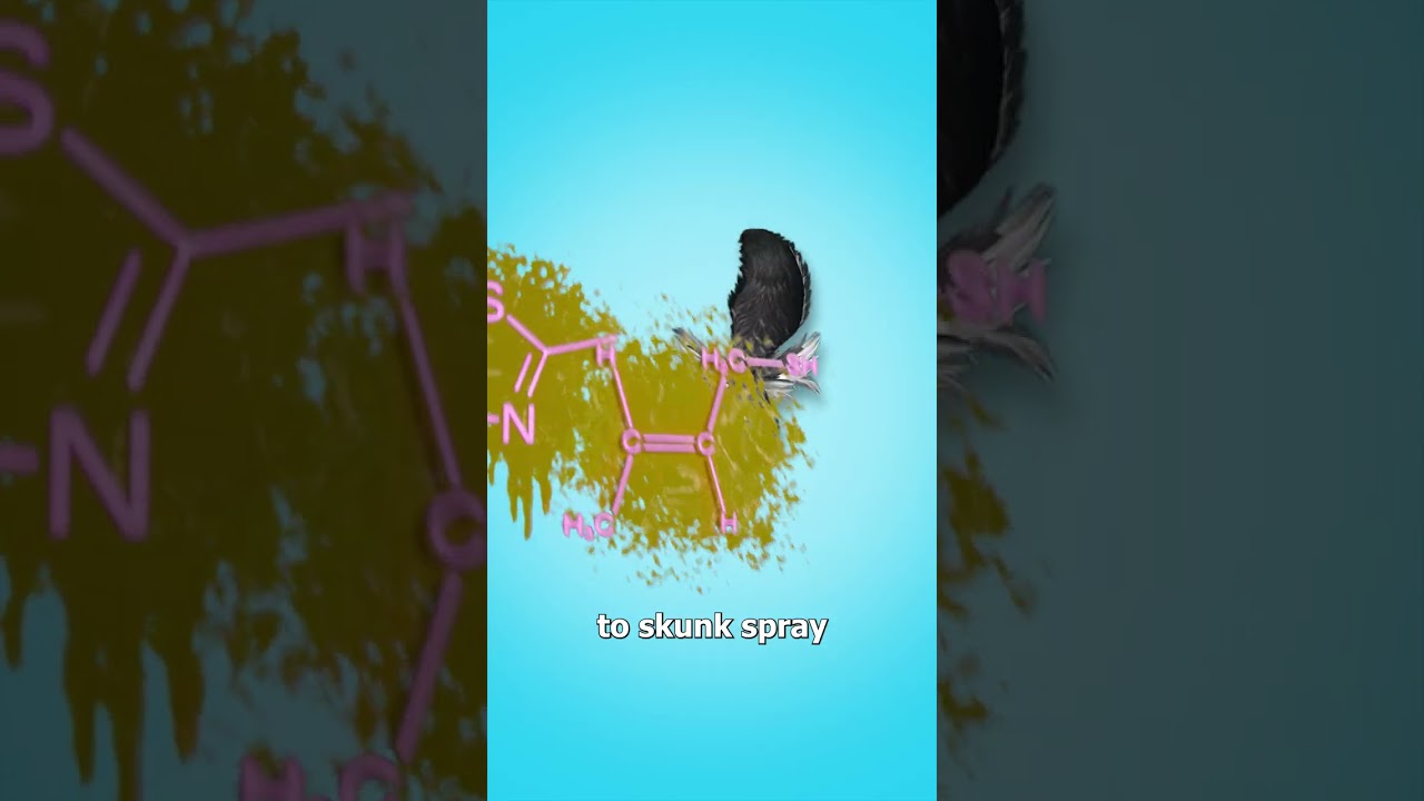 Why You Should Never Keep A Fox As A Pet 😨