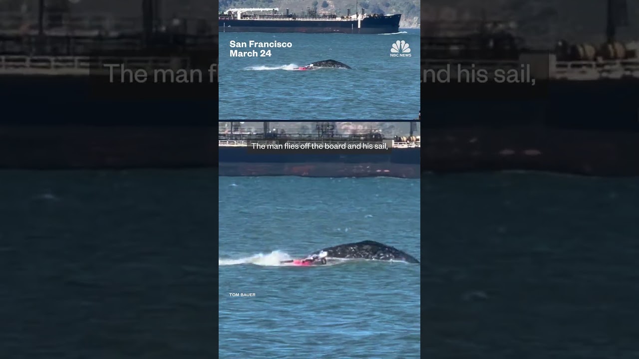Windsurfer crashes into whale in San Francisco Bay