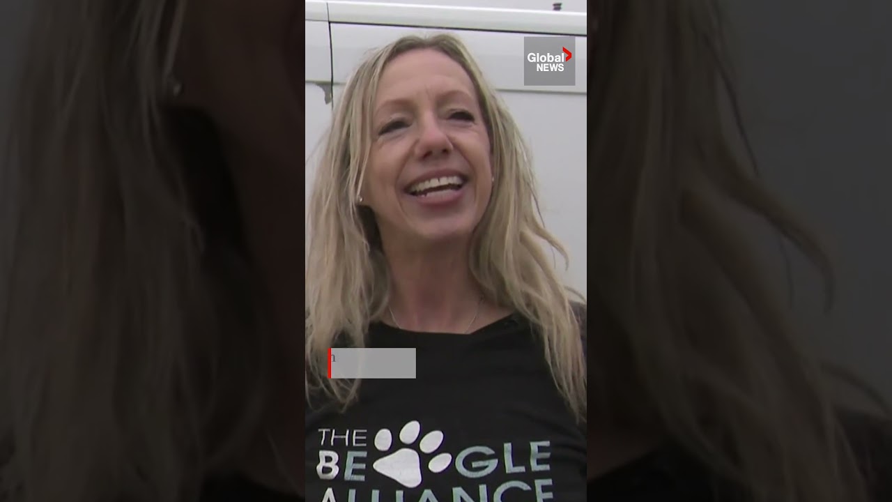 5 rescued Beagles take “first steps of freedom” after release from lab