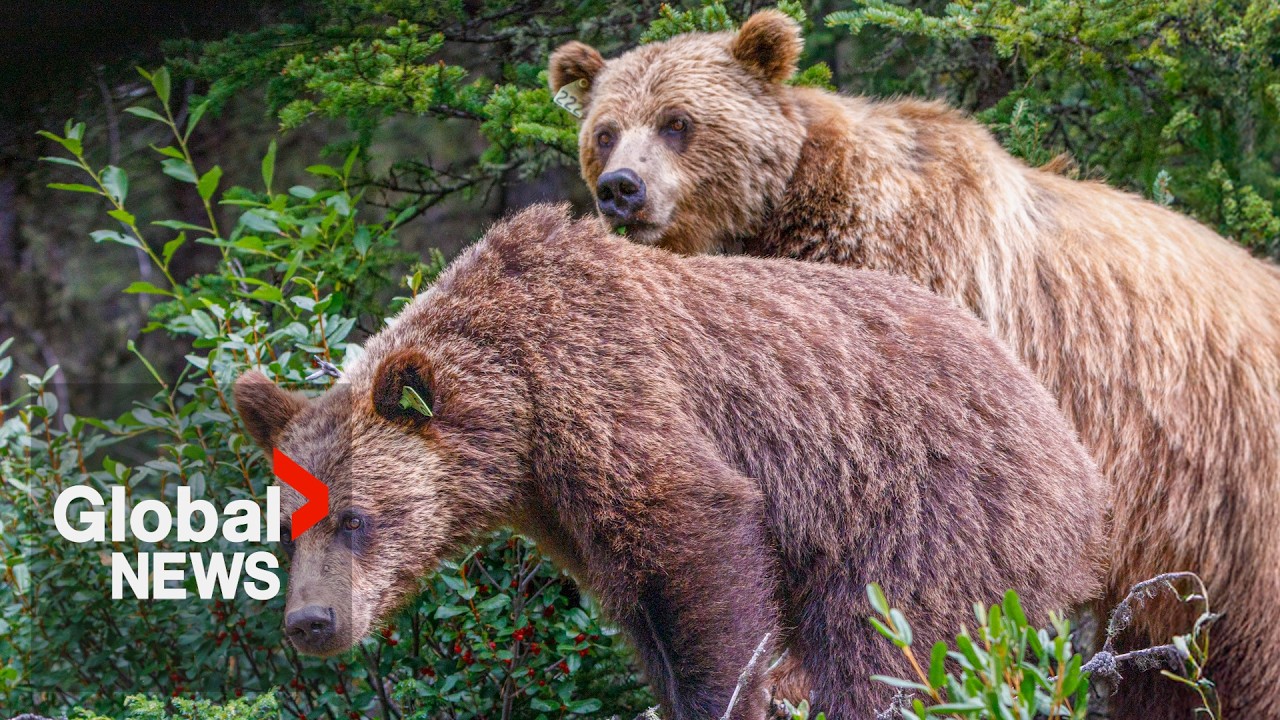 Alberta municipalities call on province to reopen grizzly bear hunt as population spikes