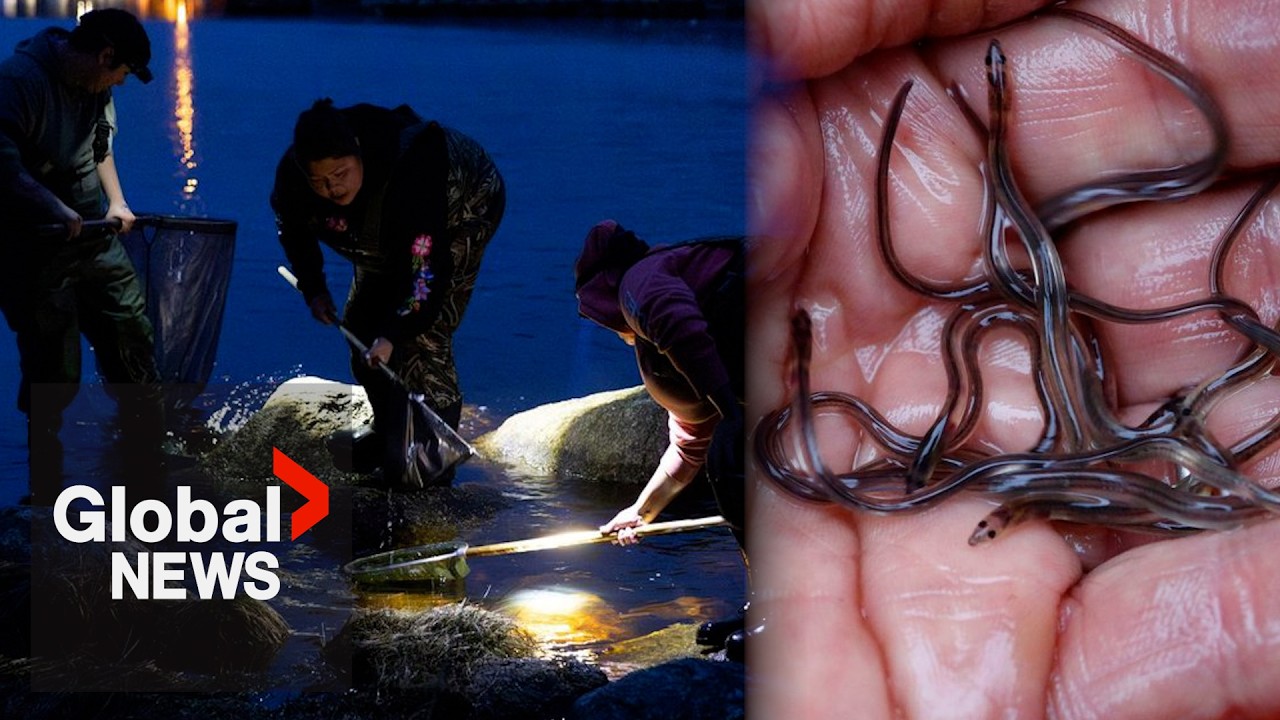 Atlantic Canada suffers from poaching as lucrative elver season begins