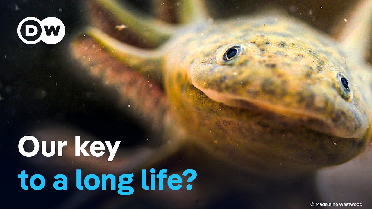 Axolotl – The magical healing powers of a salamander | DW Documentary