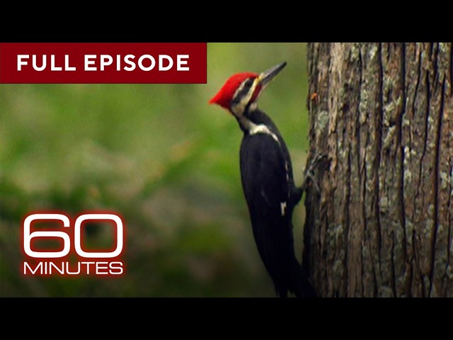 Birds | 60 Minutes Full Episodes