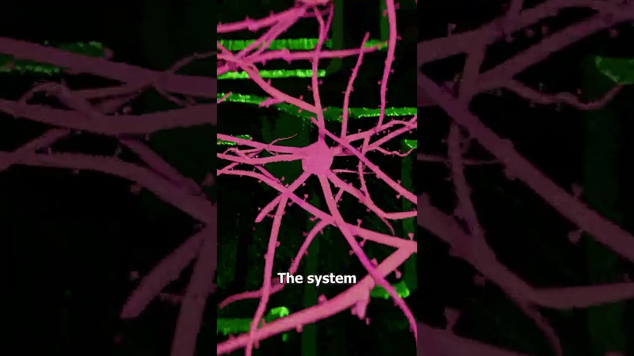 Can Brain Cells Outside The Body Learn 🤔