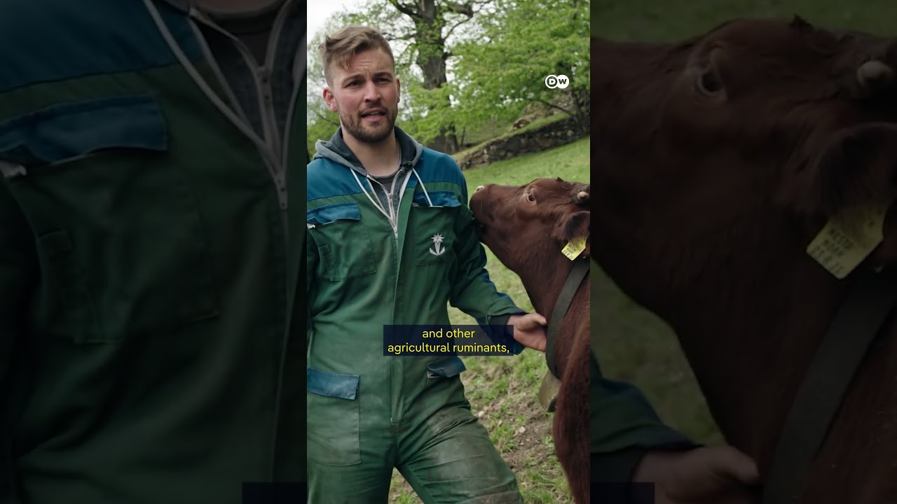 Cows: Saviors of the Alps | DW Documentary