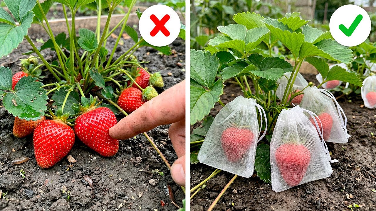 Grow Healthy Plants Fast with These Simple Tricks 🌱