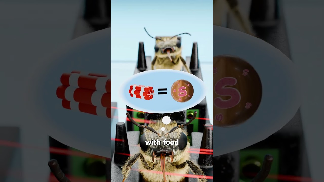 How Bees Are Trained To Detect Bombs 😮
