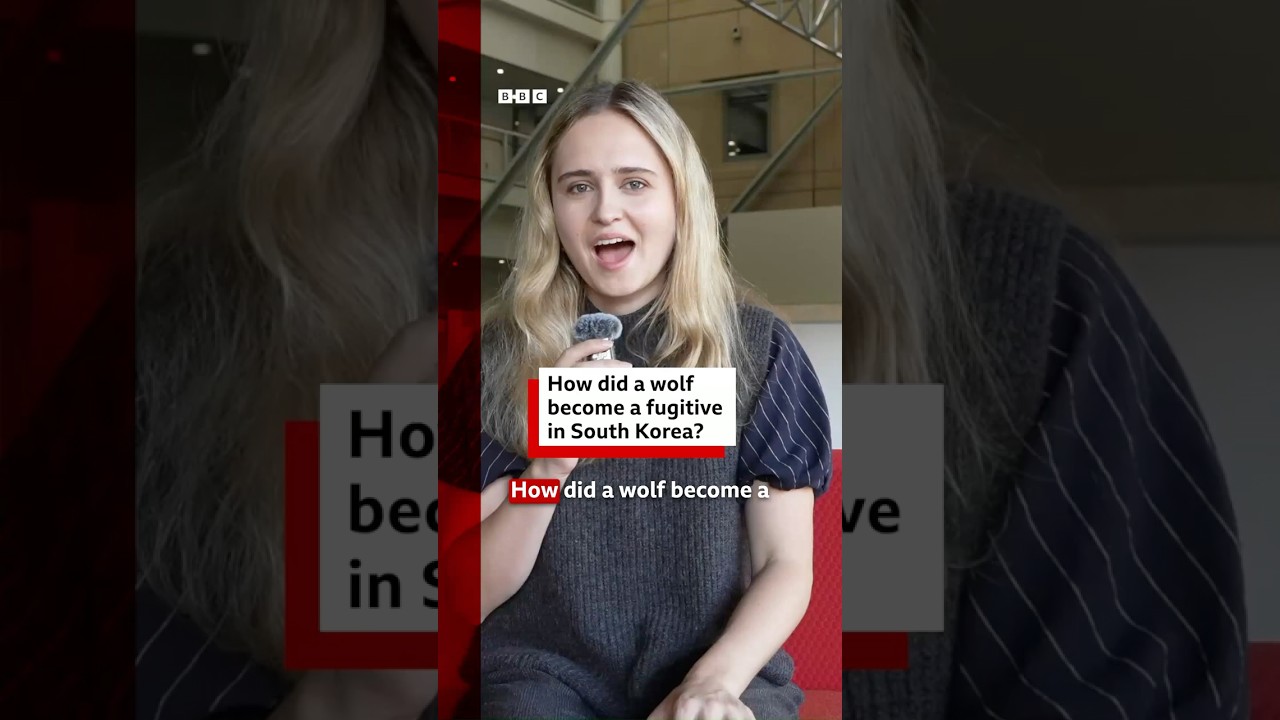 How did a wolf become a fugitive in South Korea? #Neukgu #Wolf #SouthKorea #Daejeon #BBCNewssee less