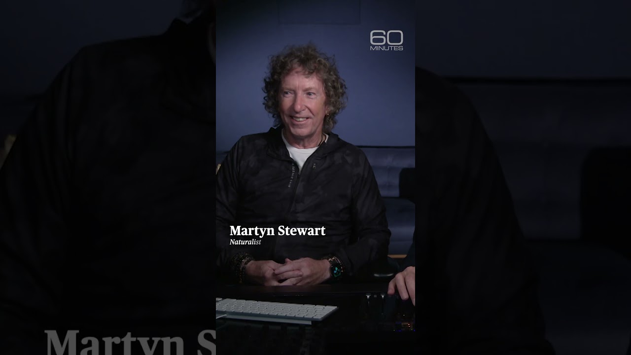 How wolf howls transform into music #shorts