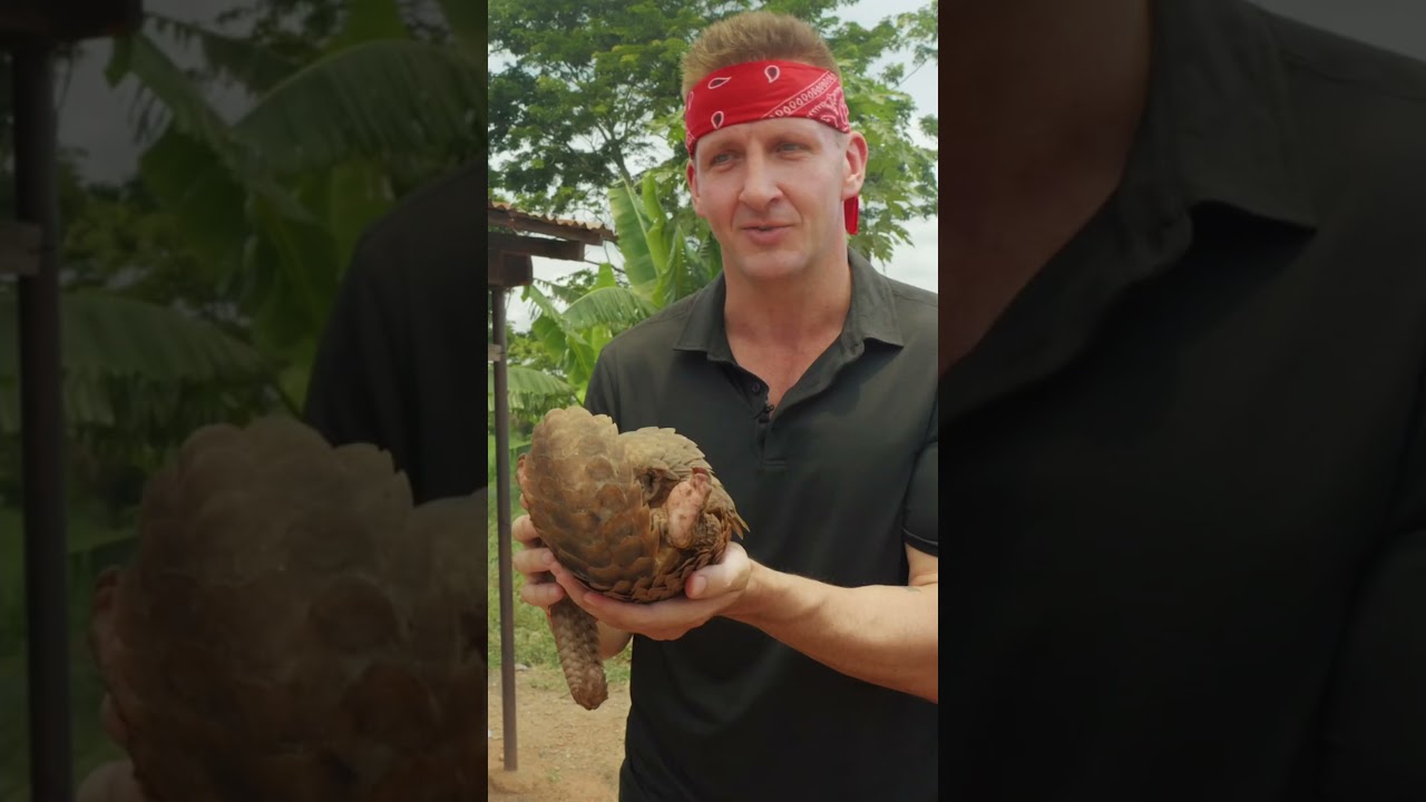 ILLEGAL Bush Meat… PANGOLINS!!