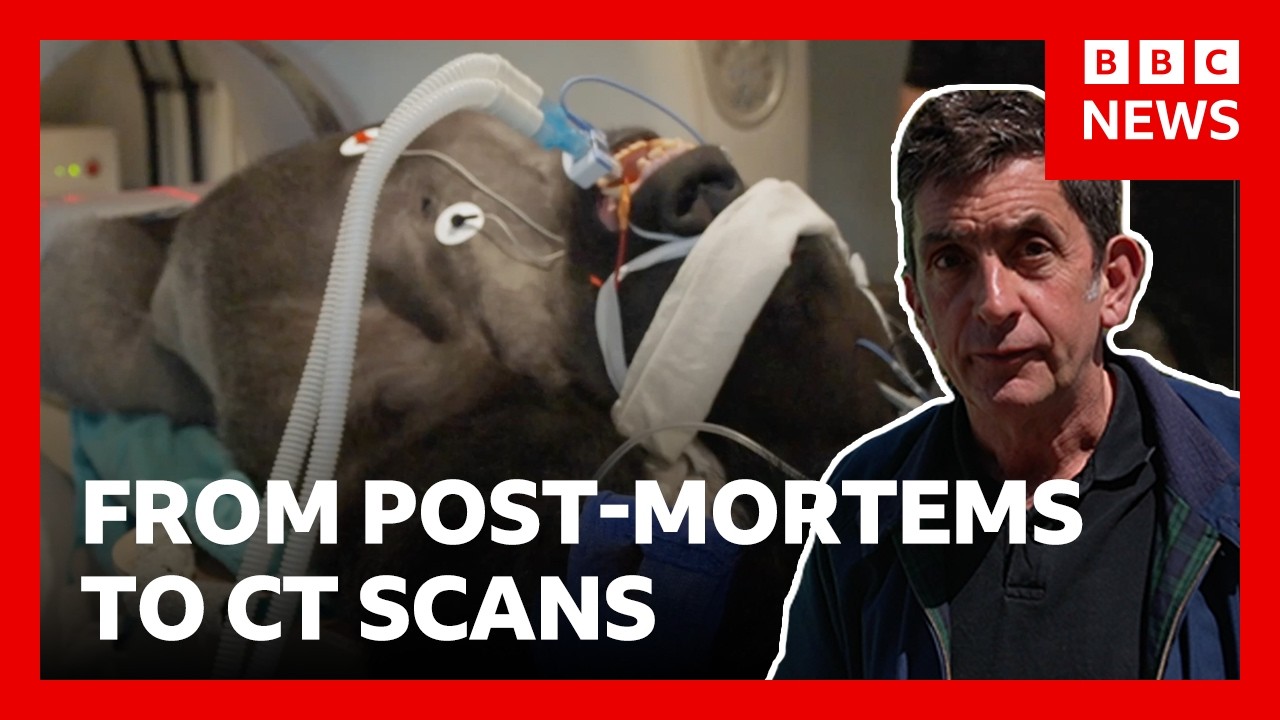 Inside London Zoo’s new wildlife hospital | BBC News