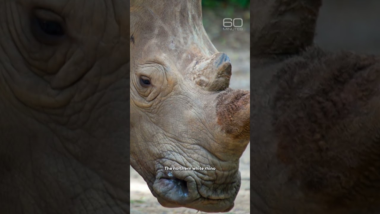 Last recording of an extinct frog #shorts