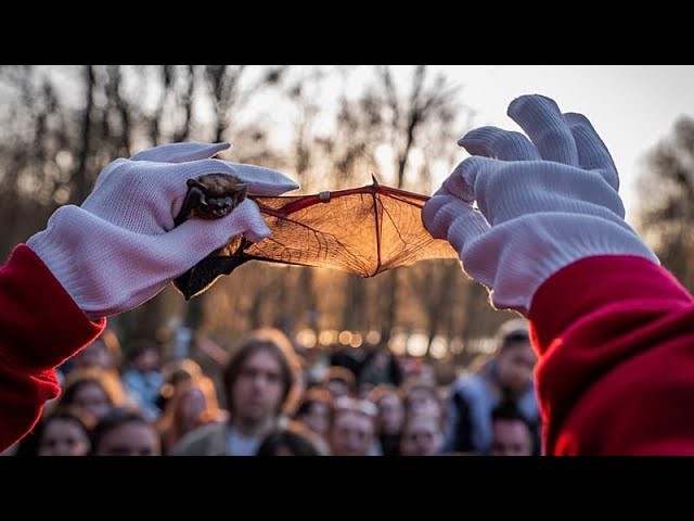 ‘Life goes on’: Ukrainians find relief and joy by releasing endangered bats rescued from the war