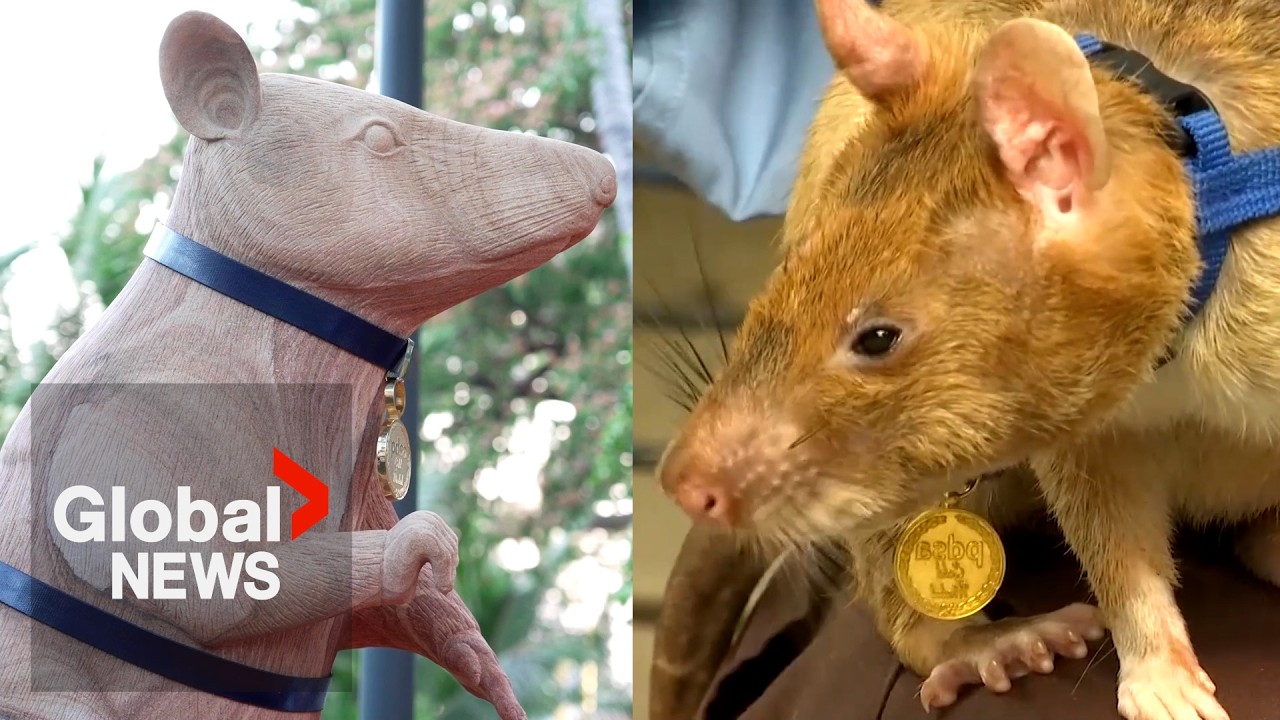 Monumental murid: Landmine-sniffing rat “Magawa” honoured with statue in Cambodia