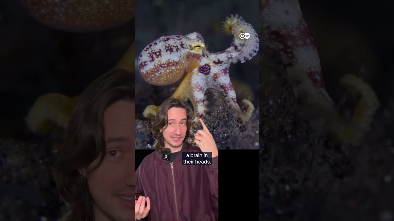 Octopuses have nine brains? | DW Documentary