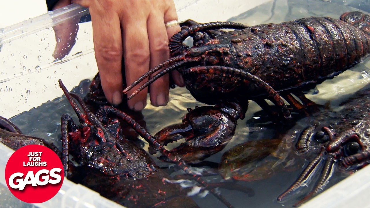 Stupidiest Pranks 2026 Compilation | Just For Laughs Gags