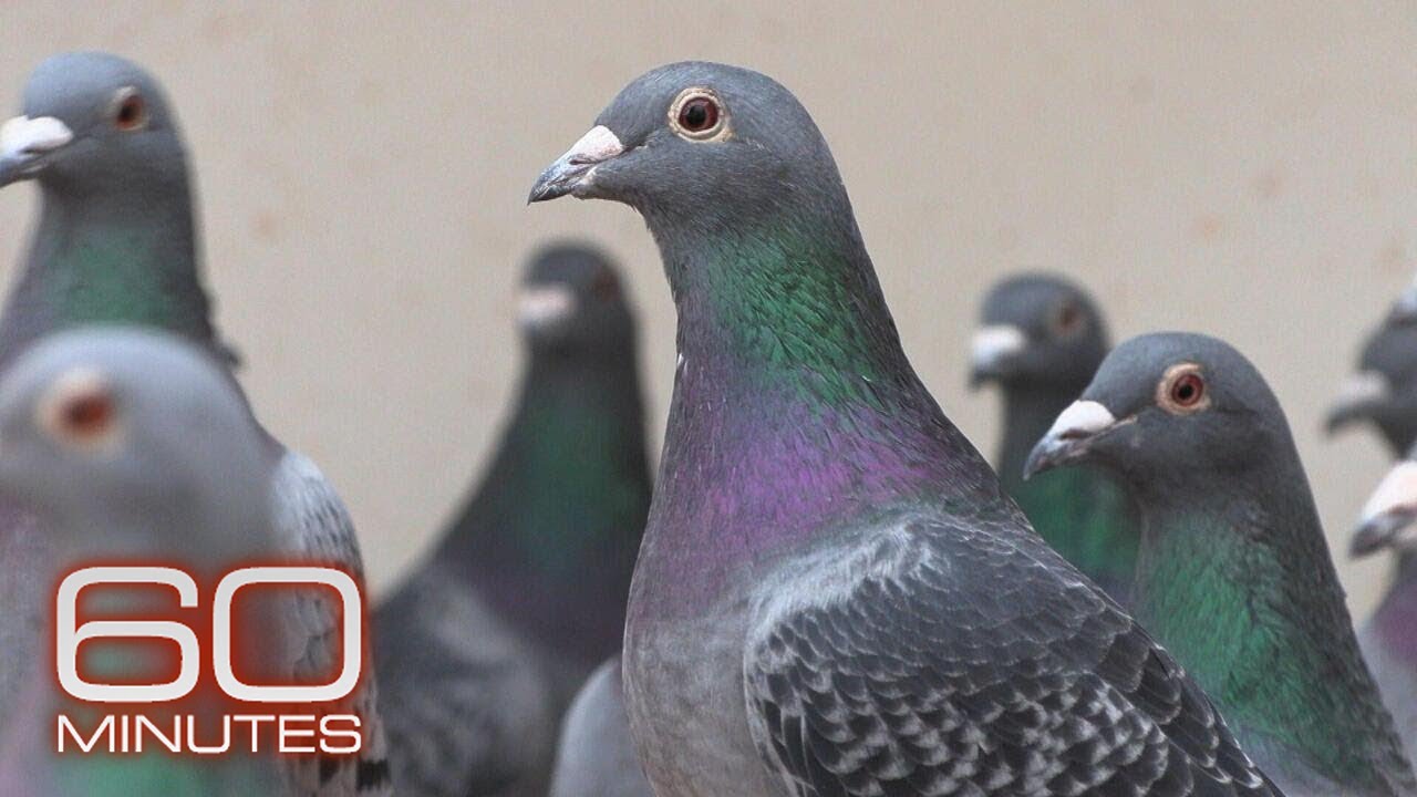 The Pigeon Mafia: How high-priced pigeons became an organized crime target | 60 Minutes
