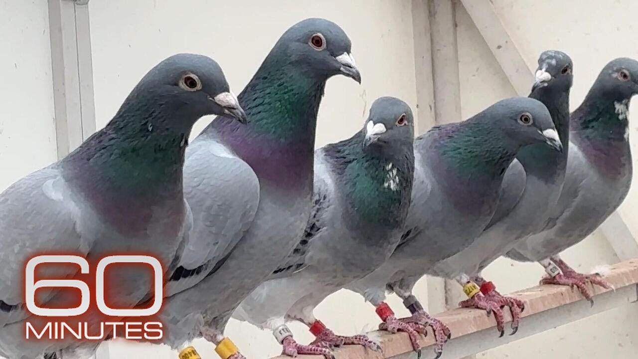 The Pigeon Mafia | Sunday on 60 Minutes