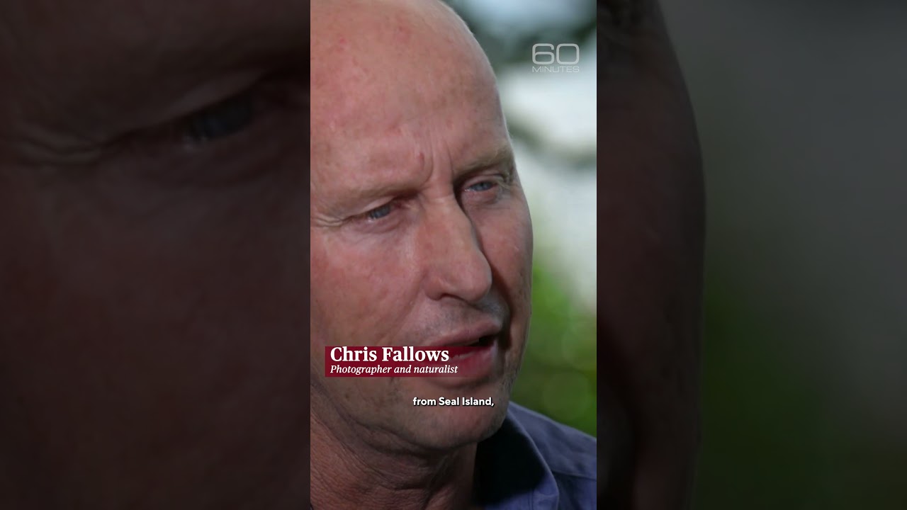 The scientific debate over the disappearing great white sharks #shorts