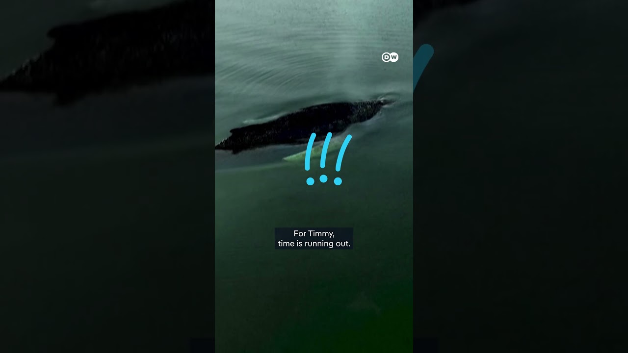 We failed Timmy, the stranded whale — now what? | DW News
