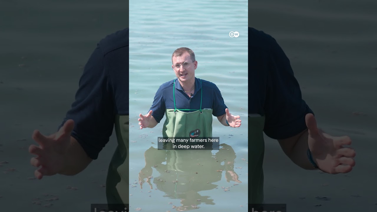 What do giant fish have to do with Taiwan’s latest approach to China? | DW News