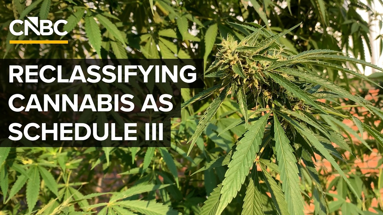 What The Trump Administration’s Cannabis Reclassification Means For The Drug